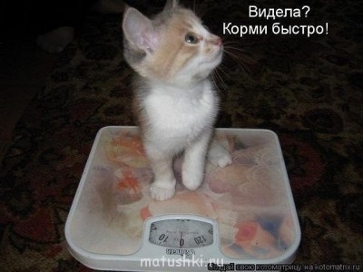 Кто там любит кошек? - TAF0ZZI3-s0.jpg