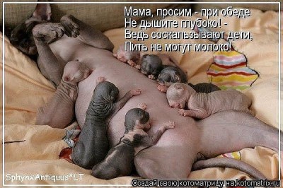 Кто там любит кошек? - getImage.jpeg