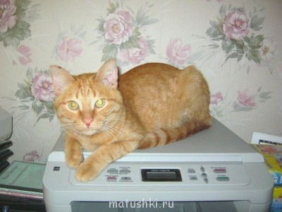Кто там любит кошек? - IMG_1965.JPG