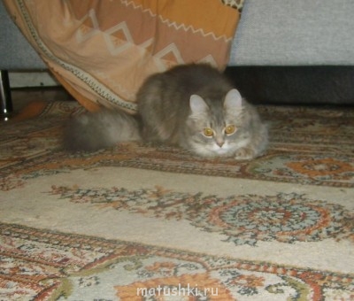 Кто там любит кошек? - S50007140.jpg