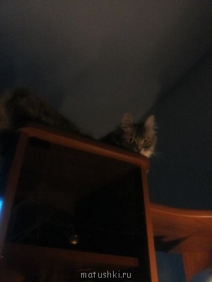 Кто там любит кошек? - 20130611_221658.jpg