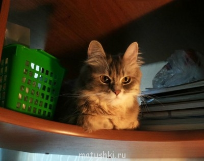 Кто там любит кошек? - 20130607_1929390.jpg