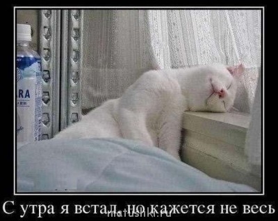 Кто там любит кошек? - plFGELRnfso.jpg