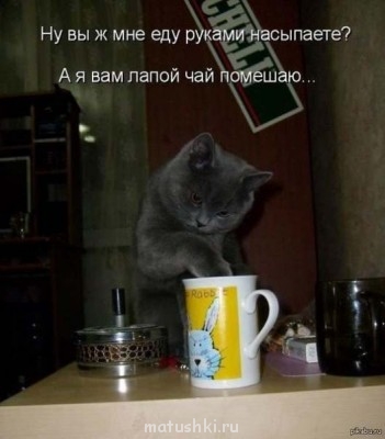 Кто там любит кошек? - unqJ06eHCtc.jpg