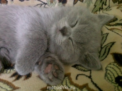 вот такой была моя коша в далёкой юности