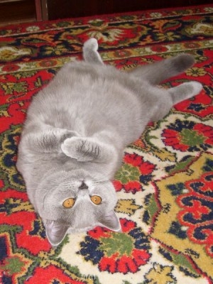 Кто там любит кошек? - 20100316033417.jpg