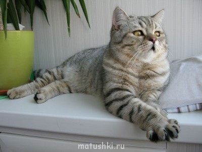 Лежу во всеоружии и бдю во все глаза))