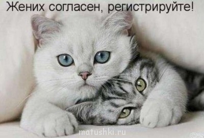 Кто там любит кошек? - жених согласен5.jpg