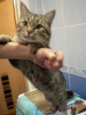 Кто там любит кошек? - 114417_600.jpg