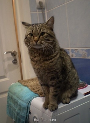 Кто там любит кошек? - 114537_600.jpg