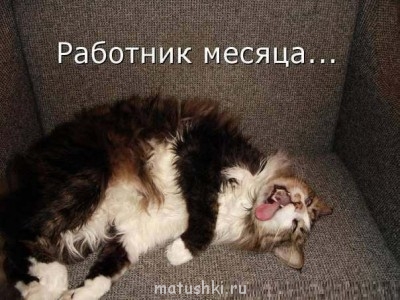 Кто там любит кошек? - owZt4Zy3PwU.jpg