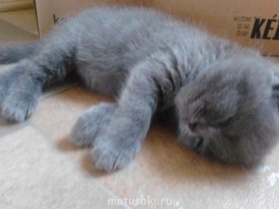 Кто там любит кошек? - IMG173.jpg