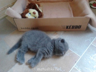 Кто там любит кошек? - IMG174.jpg