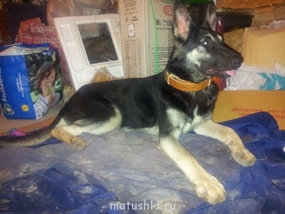 А мы купили щенка - 20130706_220649.jpg