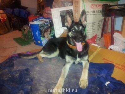 А мы купили щенка - 20130706_220551.jpg