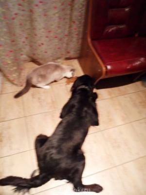 А мы купили щенка - SAM_0409.JPG