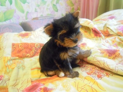 А мы купили щенка - DSCN3632.JPG