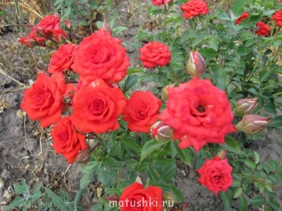 Наши цветы 2 - IMG_1393.JPG