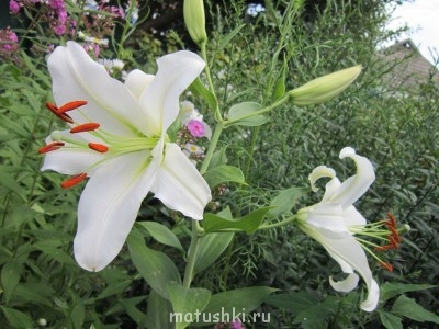 Наши цветы 2 - IMG_1391.JPG