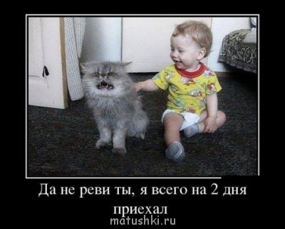 Кто там любит кошек? - да не реви ты.jpg