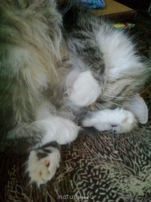 Кто там любит кошек? - дед и внучка 016.jpg