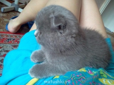 Кто там любит кошек? - Img3DE203CF.jpg