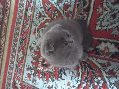 Кто там любит кошек? - Фото0012.jpg