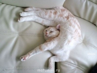 Кто там любит кошек? - белая.jpg