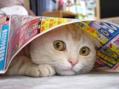 Кто там любит кошек? - a_450.jpg