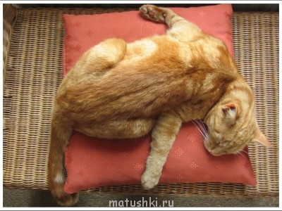 Кто там любит кошек? - 408.jpg