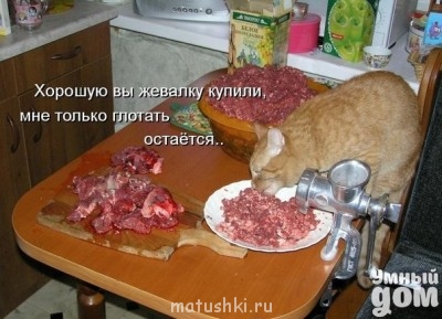 Кто там любит кошек? - nDvAunLU6M8.jpg