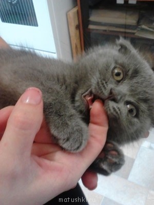 Я - охотник!!))))