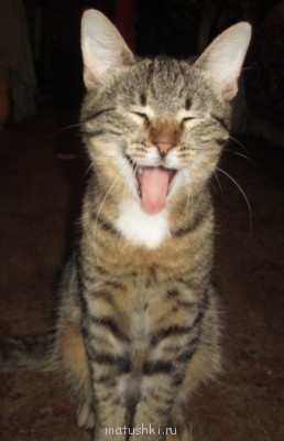 Кто там любит кошек? - IMG_1783.JPG