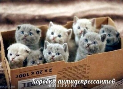 Кто там любит кошек? - yzHZEKUhOTo.jpg