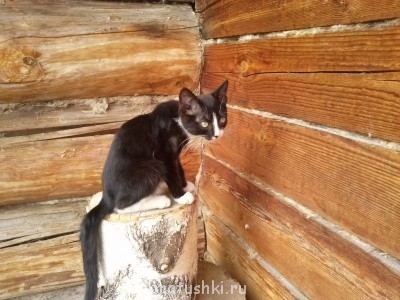 Кто там любит кошек? - CAM00642.jpg