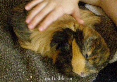 Грызуны - Копия P7030396.jpg