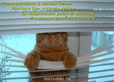 Кто там любит кошек? - QKzm2.jpg