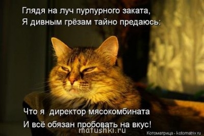 Кто там любит кошек? - 5Nqog.jpg