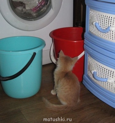 Кто там любит кошек? - IMG_2046-1.jpg