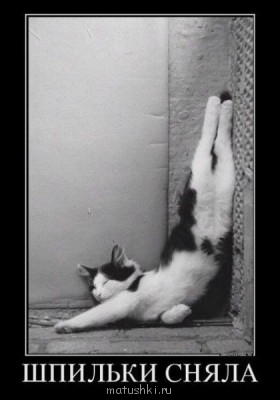 Кто там любит кошек? - Lc8Afl-_Gp0.jpg