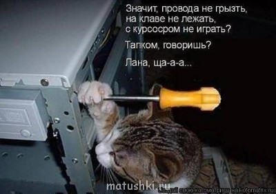 Кто там любит кошек? - vK8tdhRZaxs.jpg