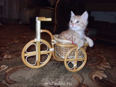 Кто там любит кошек? - DSCF1339.JPG