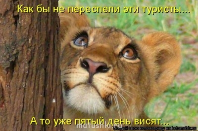 Кто там любит кошек? - 5E.jpg