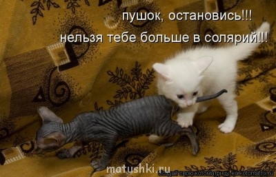 Кто там любит кошек? - 324189.jpg