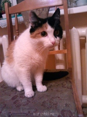 Кто там любит кошек? - IMG_20130829_205857.jpg