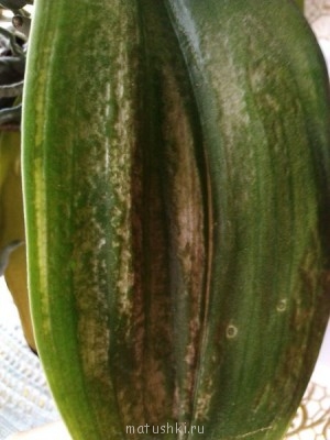 Орхидеи. - IMG_20130831_093150.jpg