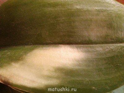 Вид с листа сверху: