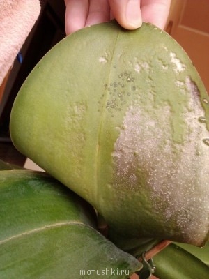 Вид листа снизу: