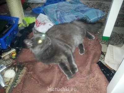 Кто там любит кошек? - 2013-08-25 19.48.23.jpg