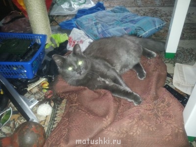 Кто там любит кошек? - 2013-08-25 19.49.05.jpg